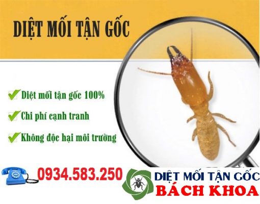 công ty diệt mối tận gốc giá rẻ