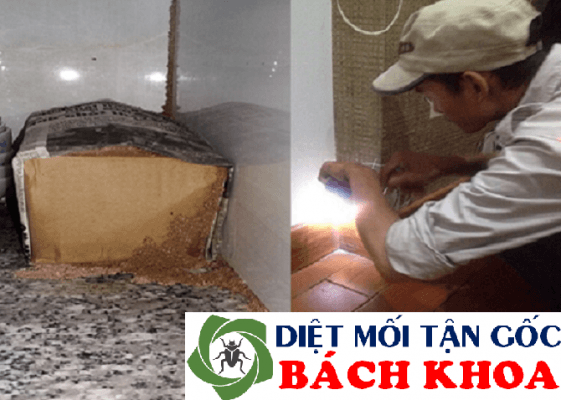 diệt mối tại hoàng mai