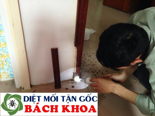 diệt mối tại quận thanh xuân