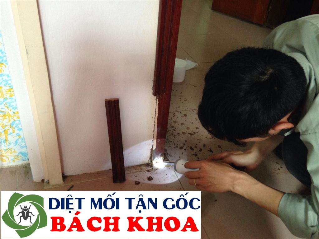 diệt mối tại sóc sơn