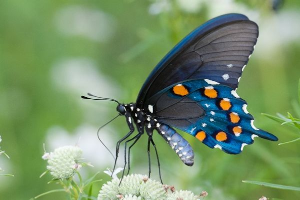 cách chống côn trùng vào nhà