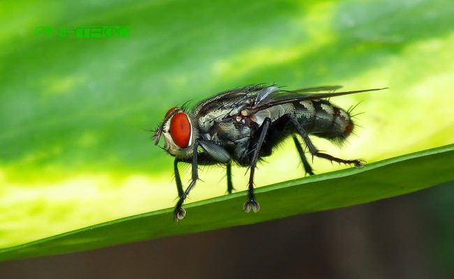 cách đuổi côn trùng mà không độc hại