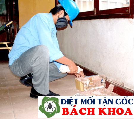 Dịch vụ diệt mối mọt tận gốc tại Hà Nội