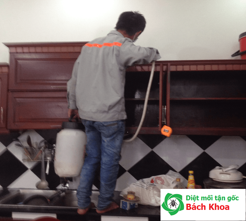 làm thế nào để diệt mối tận gốc