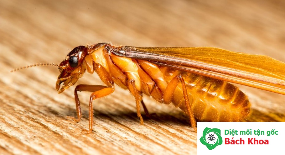 cách diệt mối hiệu quả nhất