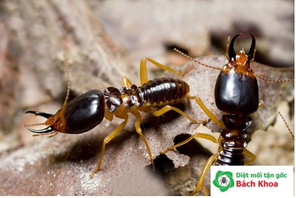 dịch vụ diệt mối tận gốc tại nhà tại hà nam