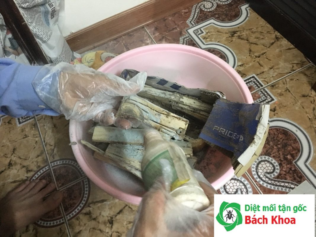 diệt mối tại nhà