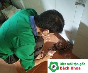 diệt mối mọt tận gốc