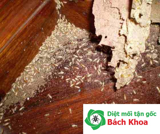 diệt mối tại quận tây hồ