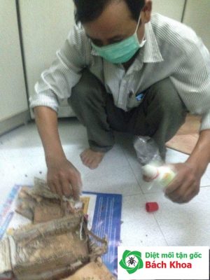 Cách diệt mối trong tường nhà hiệu quả bằng phương pháp sinh học