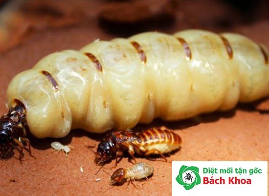 Diệt mối tại thái nguyên