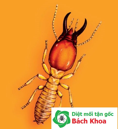 diệt mối tận gốc tại hà nội