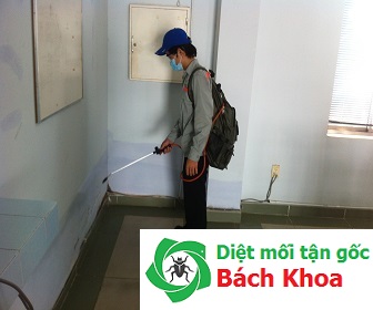 Cách diệt mối phun thuốc chống mối