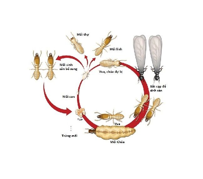 phòng chống mối