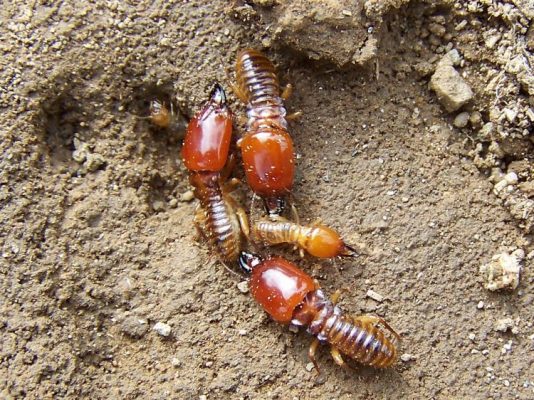 Cách diệt mối trong tường nhà hiệu quả đối với mối đất