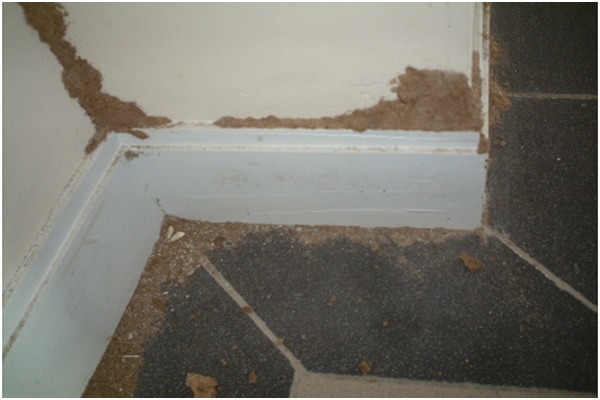 Dịch vụ diệt mối tại Hà Nội