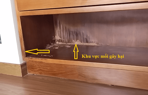 cách diệt mối trong tường nhà