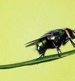 Thuốc diệt ruồi