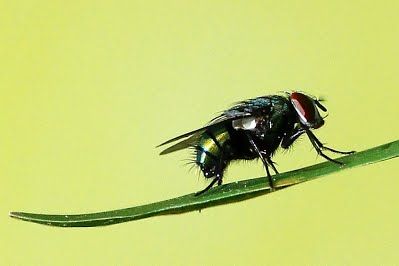 thuốc diệt ruồi