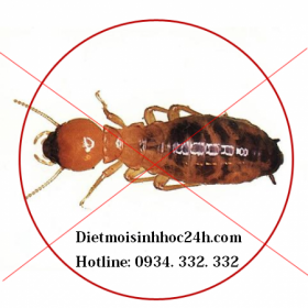 Dịch vụ diệt mối tại Hà Đông