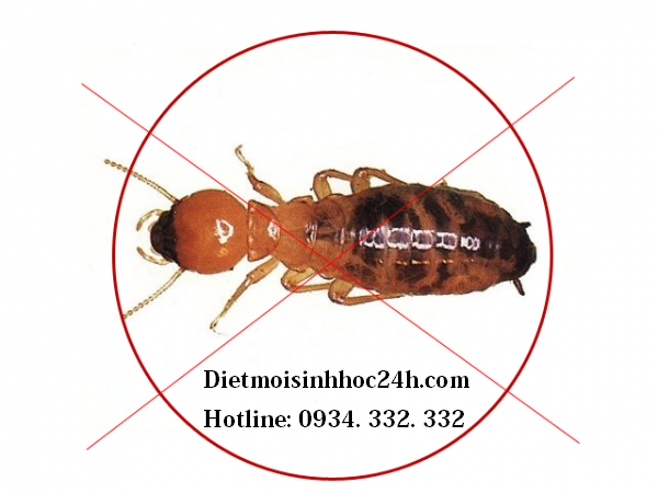 Dịch vụ diệt mối tại Hà Đông