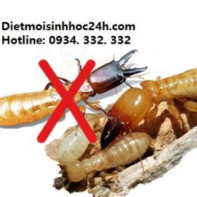 Diệt mối tận gốc tại Hải Phòng hiệu quả cao
