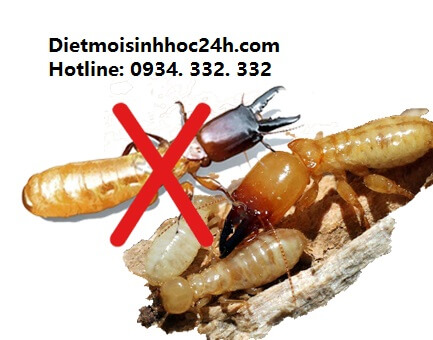 Diệt mối tận gốc tại Hải Phòng hiệu quả cao